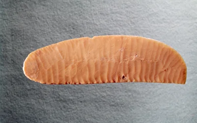 Knife Blade, c.3000 BC